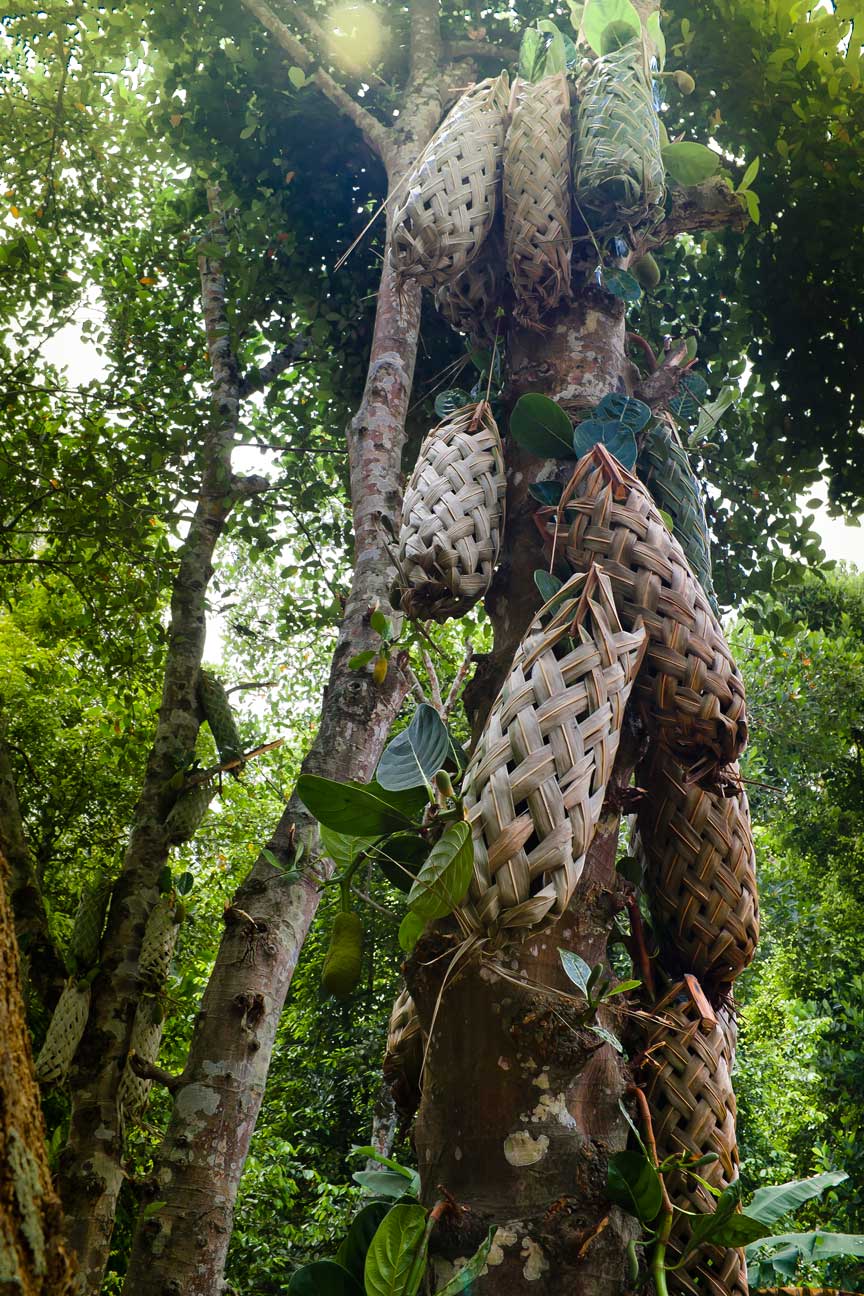 Pisang-16